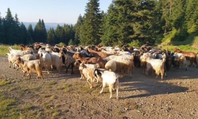Kaybolan 150 keçiyi jandarma ekipleri buldu