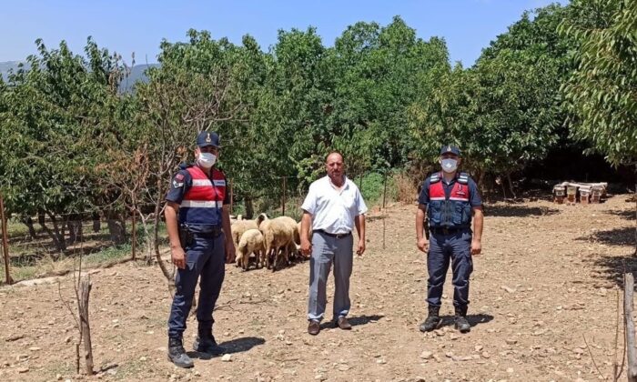 Kaybolan koyunları jandarma buldu