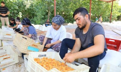 Kayısı hasadında bayram sonrası yoğun mesai