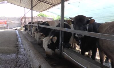 Kayseri’de 49 bin 521 kurban kesildi