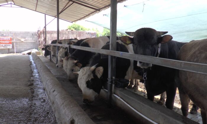 Kayseri’de 49 bin 521 kurban kesildi