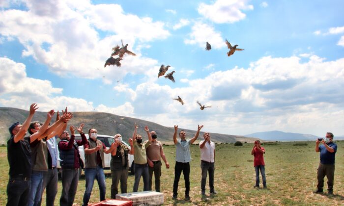 Kayseri’de 550 keklik doğaya salındı