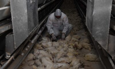 Kayseri’deki tavuk çiftliğinin deposunda çıkan yangında 10 bin tavuk telef oldu