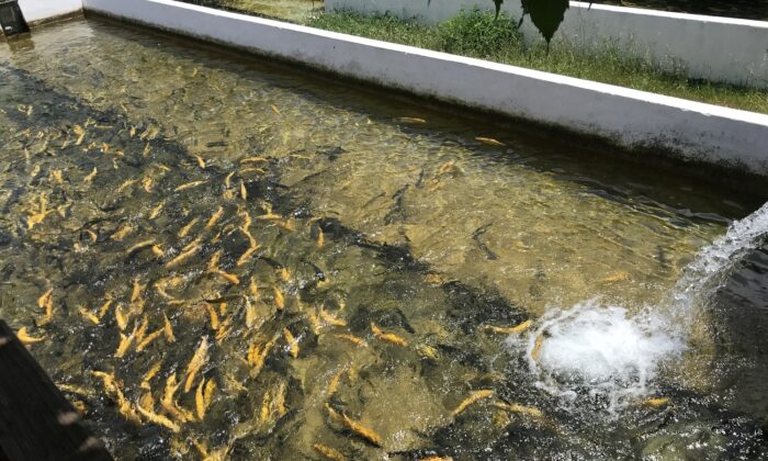 Kazdağları’nın soğuk sularında alabalık yetiştiriyorlar