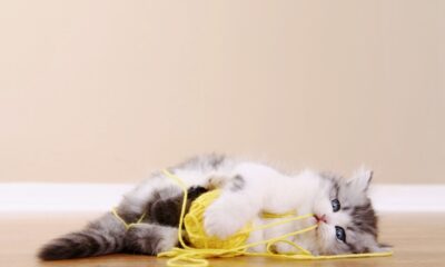 Kedi ve köpeklerin yuttuğu yabancı cisimler hayatlarını riske edebilir