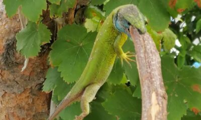 Kedilerinin oynadığı yeşil kertenkeleyi görünce ne yapacaklarını şaşırdılar