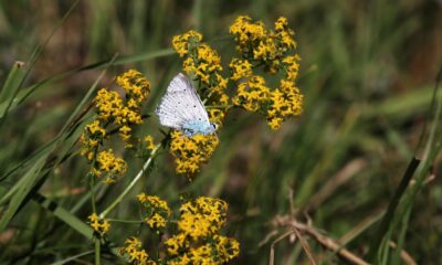 Kelebek gözlemcisi ve fotoğraf sanatçısı Yalçın: “Gümüşhane’de kelebek popülasyonu yok oluşun eşiğinde”