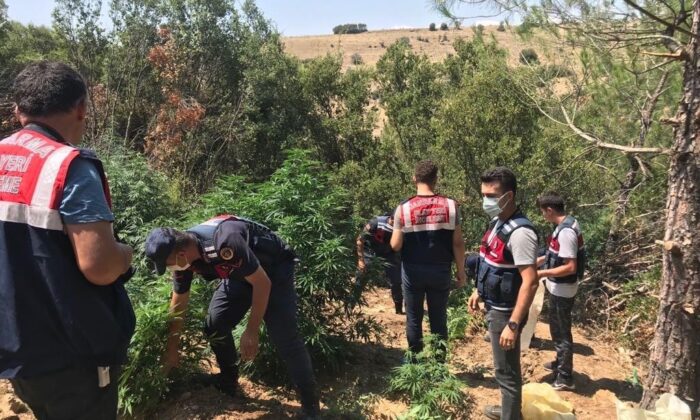 Kenevir ekimine yapılan suçüstü baskında yeni gelişmeler