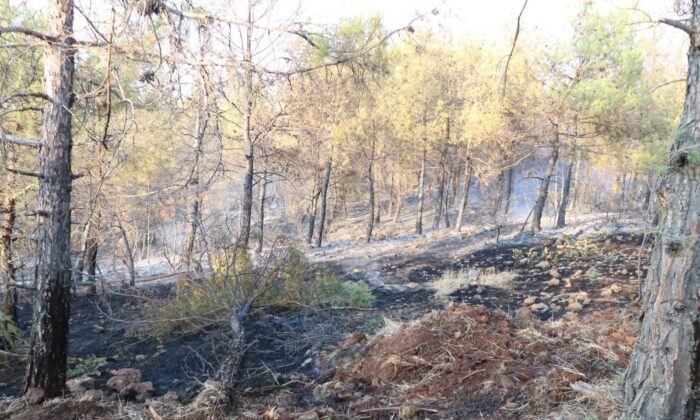 Kilis’e Gaziantep’ten 70 bin fidan desteği