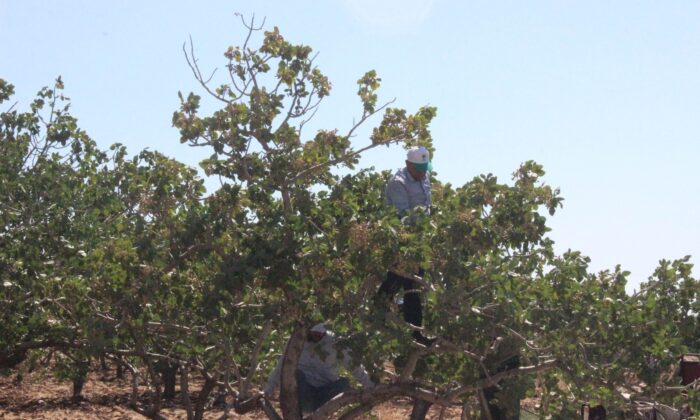 Kilis’te fıstık hasadı başladı