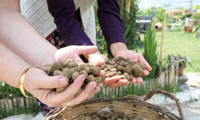 Kilogramı 750 TL’yi bulan salep Buca’da üretilecek