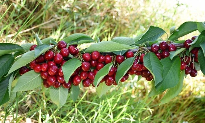 Kirazlı’da kiraz hasadı