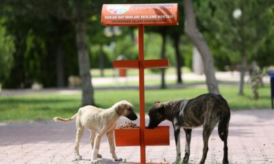 Kocasinan Belediyesi’nden sokak hayvanlarına yem ve mama takviyesi