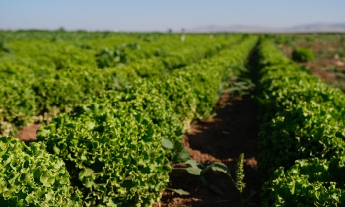 Konya Ovası’nda alternatif ürün marul üretimi artıyor