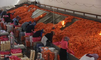 Konya’da üretilen havuçlar dünya pazarlarına gönderiliyor