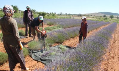 Konya’nın lavanta kokulu köyünde hasat başladı