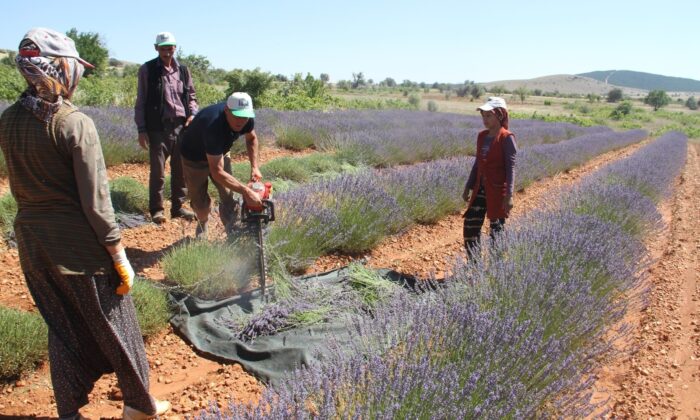 Konya’nın lavanta kokulu köyünde hasat başladı