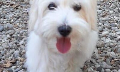 Köpeğin yuttuğu çorap endoskopiyle çıkartıldı