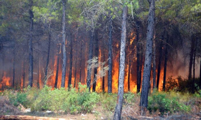 Köyceğiz’deki yangınla ilgili 1 kişi tutuklandı