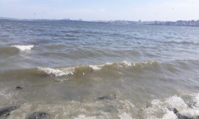 Küçükçekmece Gölü sahiline ölü balıklar vurdu