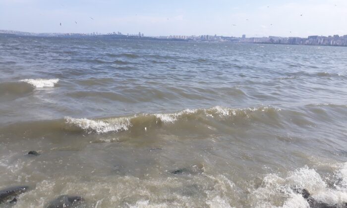 Küçükçekmece Gölü sahiline ölü balıklar vurdu