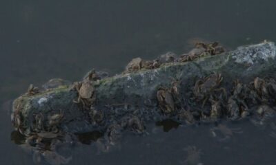 Küçükçekmece Gölü’nde ölü balıklar sahile vurdu