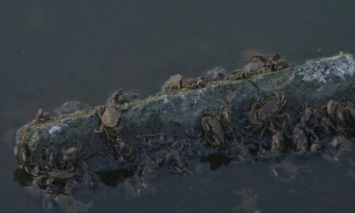 Küçükçekmece Gölü’nde ölü balıklar sahile vurdu
