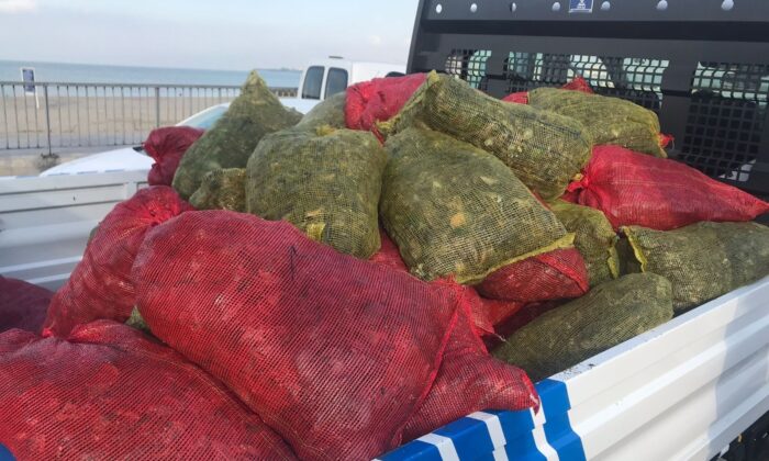 Küçükçekmece’de kaçak midye avcılığına yönelik operasyon