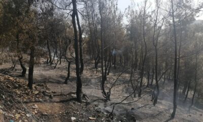 Kula’da orman yangını korkuttu