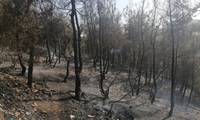 Kula’da orman yangını korkuttu