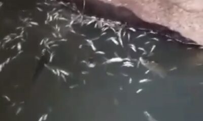 Kulp Çayı kurudu, binlerce balık telef oldu