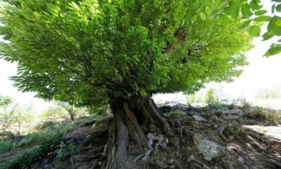 Kulp’ta 410 yıllık kestane ağacı anıt ağaç olarak tescillendi