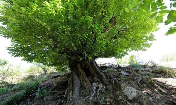 Kulp’ta 410 yıllık kestane ağacı anıt ağaç olarak tescillendi