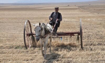 Kuraklığın vurduğu Kars’ta çiftçilerin hasad mesaisi başladı