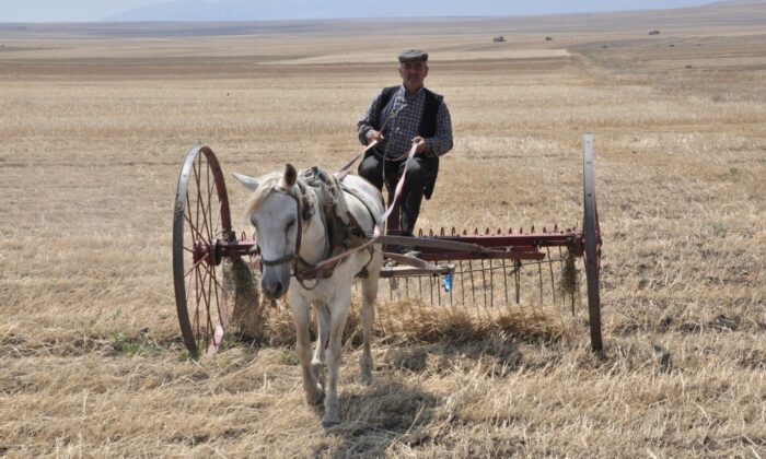 Kuraklığın vurduğu Kars’ta çiftçilerin hasad mesaisi başladı