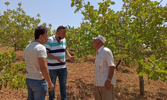 Kuraklık fıstığı vurdu, ziraat mühendisleri bağ ve bahçelere indi