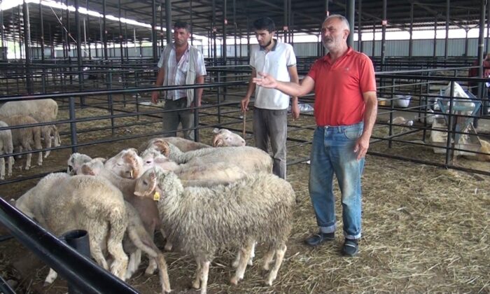 Kurban pazarında fiyatlar yarı yarıya düştü