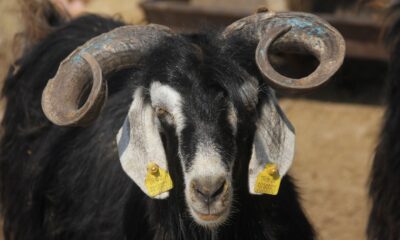 Kurbanlar pahalı olunca elde kaldı