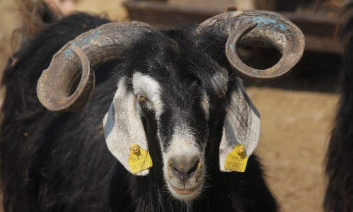 Kurbanlar pahalı olunca elde kaldı