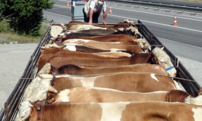 Kurbanlık hayvan sevkiyatı başladı, sıkı denetimler sürüyor