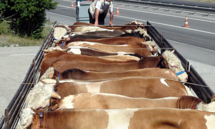 Kurbanlık hayvan sevkiyatı başladı, sıkı denetimler sürüyor