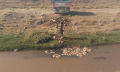 Kurbanlık hayvanların atıklarını akarsuya attılar