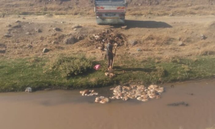 Kurbanlık hayvanların atıklarını akarsuya attılar