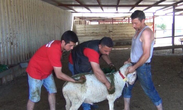 Kurbanlık kuzular kınalanmaya başlandı