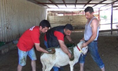 Kurbanlık kuzular kınalanmaya başlandı
