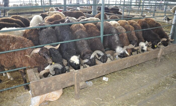 Kurbanlıklar elde kaldı, fiyatlar düştü