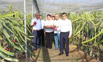 Küresel ısınma Aydın’da fırsata dönüştürüldü