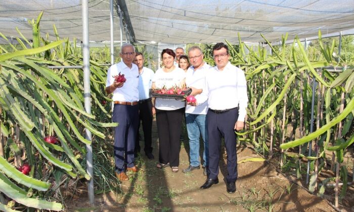 Küresel ısınma Aydın’da fırsata dönüştürüldü