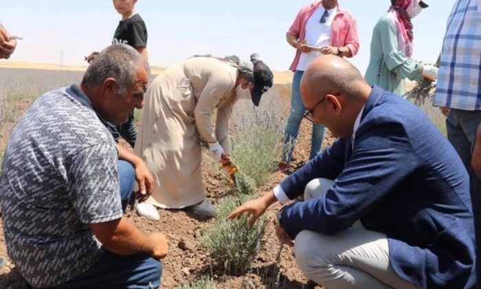 Kurtalan’da lavanta bahçelerinde ilk hasat heyecanı