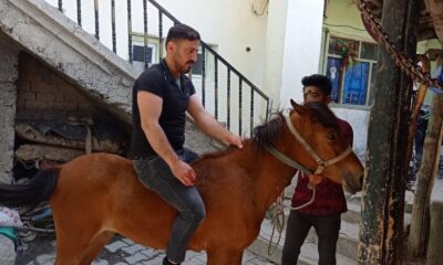 Kurtların saldırısına uğrayan at telef oldu